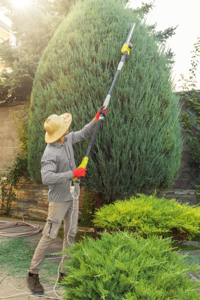 Best Arborist Consultation Services  in Springdale, MD